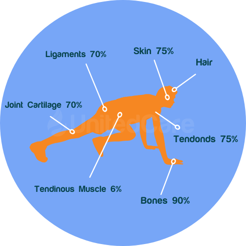 Collagen Ratios on the Body