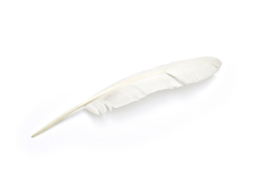 A goose quill as hair extractor