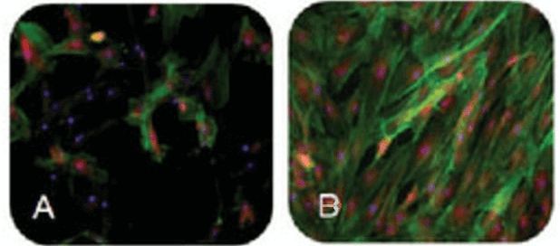 the cell survival rate difference between traditional isotonic storage media and intracellular storage solution