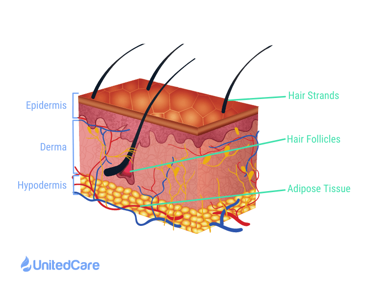 layers of the skin