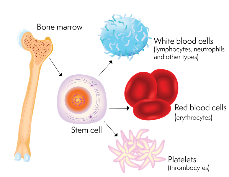 Stem Cell Evolution to Other Special Cells