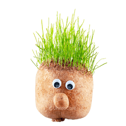 Grass head appearance after a hair transplant