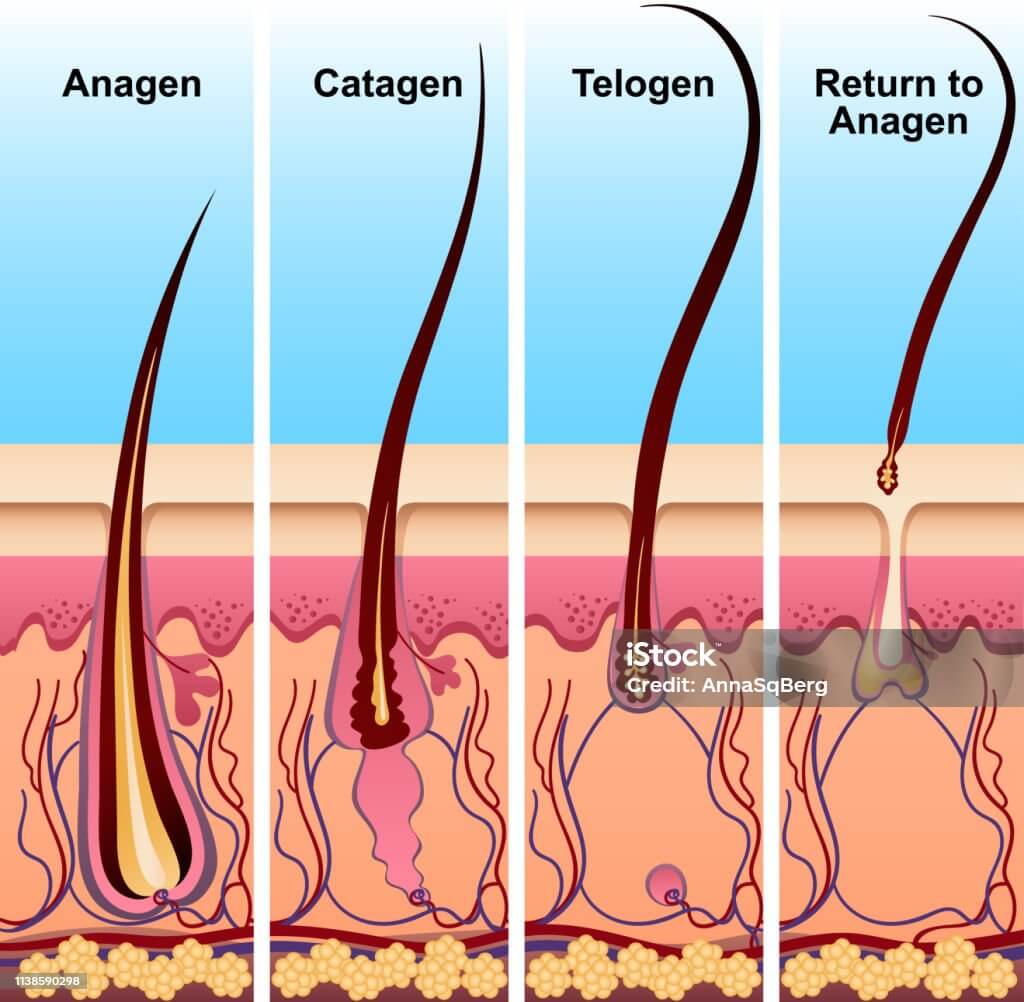 Hair cycle containing telogen phase