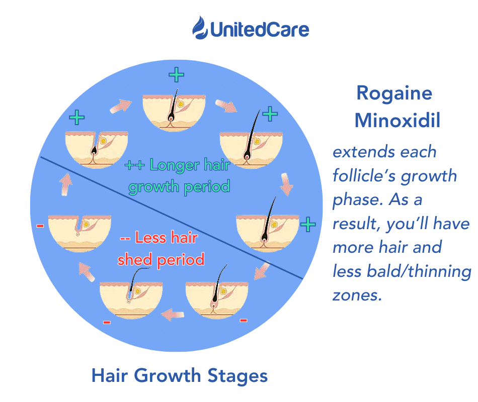 Minoxidil affects the growth phase
